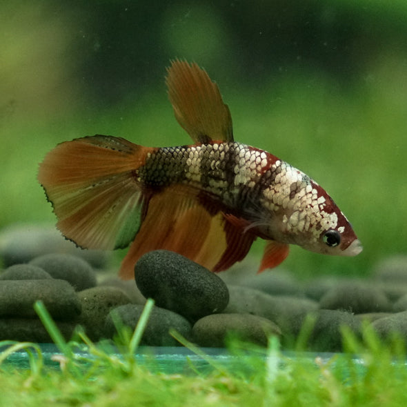 Multicolor/ Galaxy Koi Halfmoon - Female- 14 Weeks Old