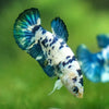 Blue/Green Dalmatian Plakat- Female