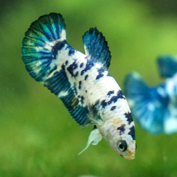 Blue/Green Dalmatian Plakat- Female