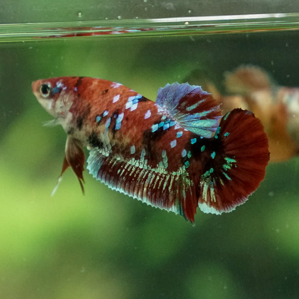 Multicolor/ Galaxy Koi Plakat- Female- 13 Weeks Old
