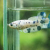 Blue/Green Dalmatian Plakat- Female