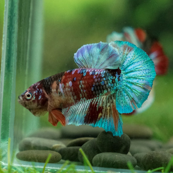 Multicolor/Galaxy Koi Plakat -13 weeks Old