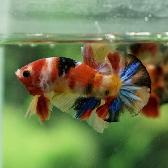 Multicolor/Galaxy Koi Plakat -11 weeks Old