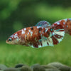 Multicolor/ Galaxy Koi Plakat- Female- 13 Weeks Old