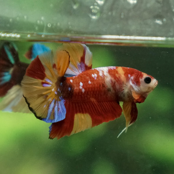 Multicolor/Galaxy Koi Plakat -13 weeks Old