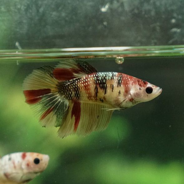 Multicolor/ Galaxy Koi Halfmoon - Female- 13 Weeks Old