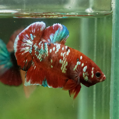 Multicolor/Galaxy Koi Plakat -13 weeks Old