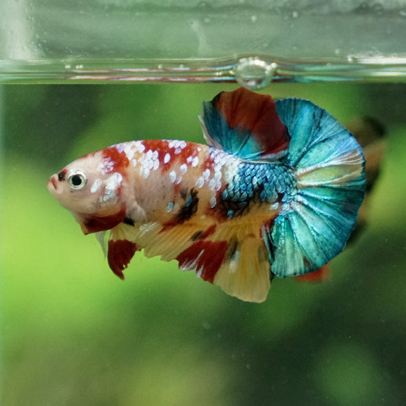 Multicolor/Galaxy Koi Plakat -11 weeks Old