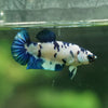 Blue/Green Dalmatian Plakat- Female