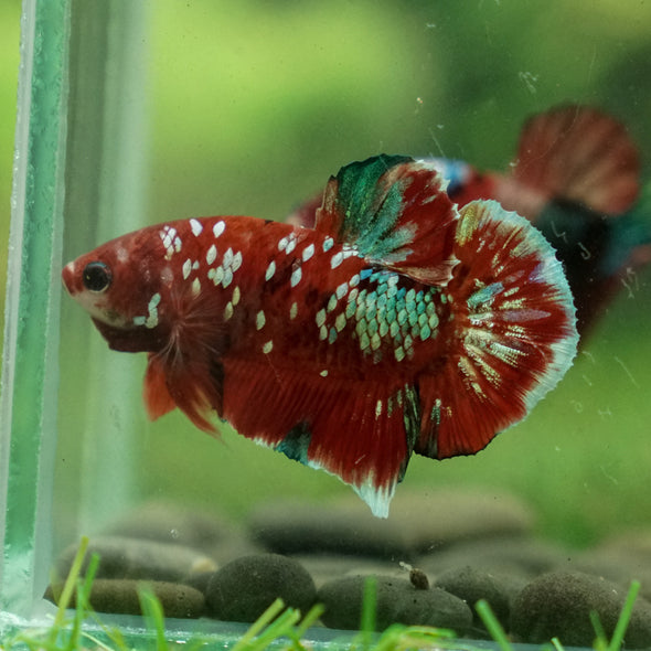 Multicolor/Galaxy Koi Plakat -13 weeks Old