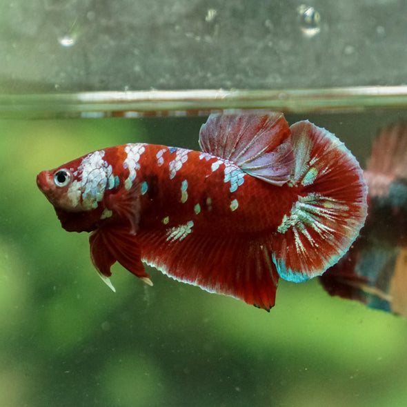 Multicolor/Galaxy Koi Plakat -13 weeks Old