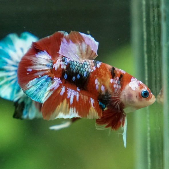 Multicolor/Galaxy Koi Plakat -16 weeks Old