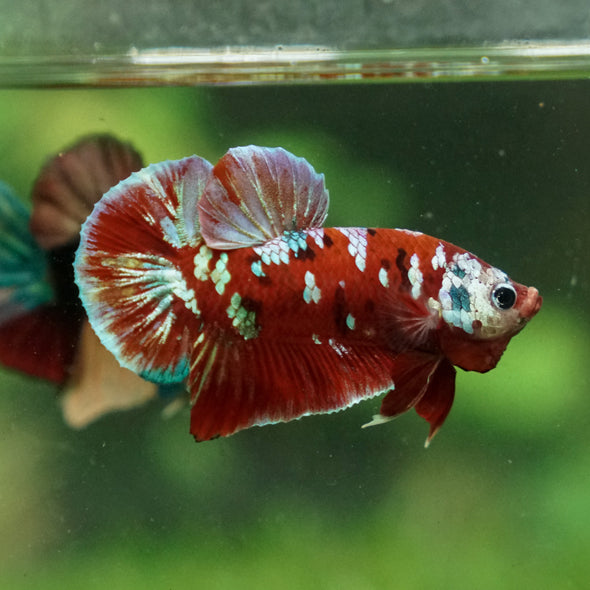 Multicolor/Galaxy Koi Plakat -13 weeks Old