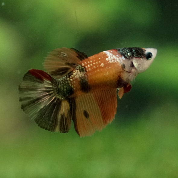 Multicolor/ Galaxy Koi Halfmoon - Female- 14 Weeks Old