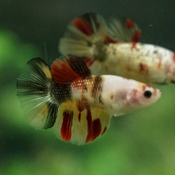 Multicolor/ Galaxy Koi Halfmoon - Female- 13 Weeks Old