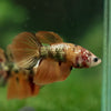 Multicolor/ Galaxy Koi Halfmoon - Female- 14 Weeks Old