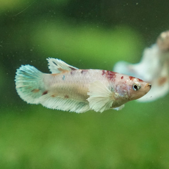 Candy Koi Plakat- Female- 9 Weeks Old