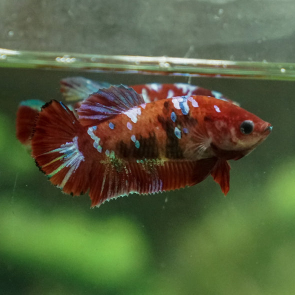 Multicolor/ Galaxy Koi Plakat- Female- 13 Weeks Old