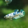 Blue/Green Dalmatian Plakat- Female