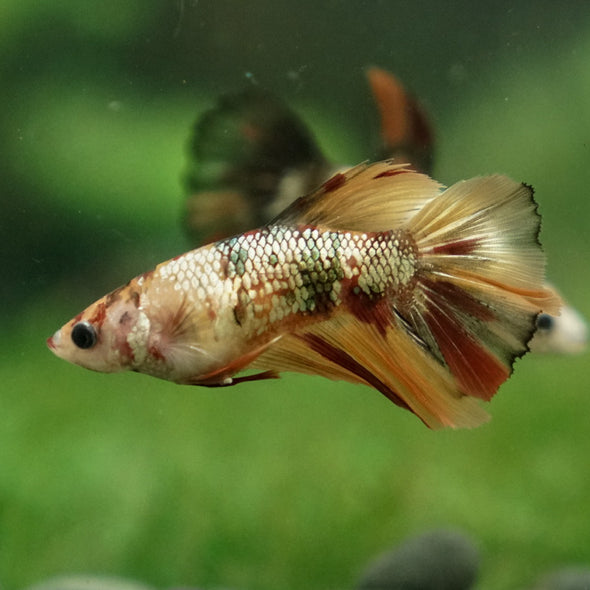 Multicolor/ Galaxy Koi Halfmoon - Female- 14 Weeks Old