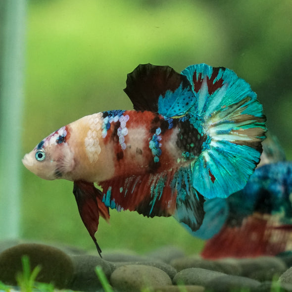 Multicolor/Galaxy Koi Plakat -13 weeks Old