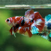 Multicolor/Galaxy Koi Plakat -16 weeks Old