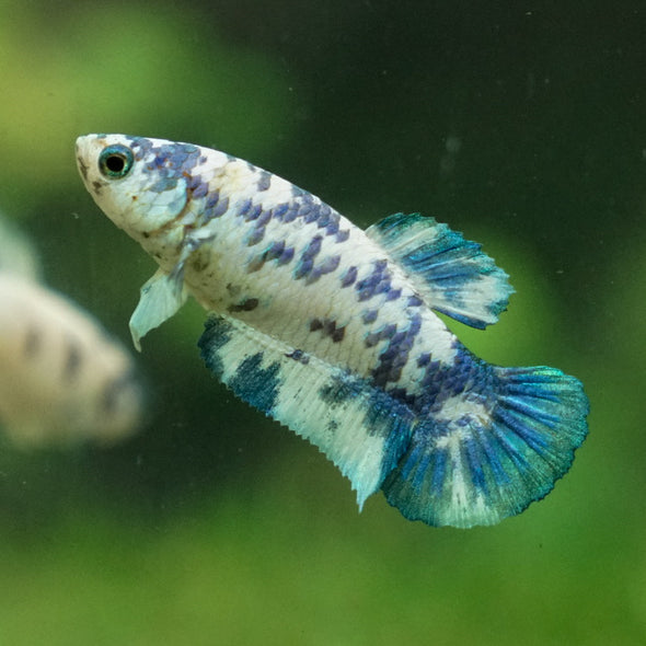 Blue/Green Dalmatian Plakat- Female