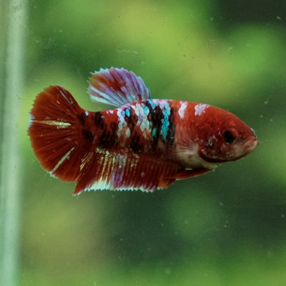 Multicolor/ Galaxy Koi Plakat- Female- 13 Weeks Old