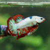 Multicolor/Galaxy Koi Plakat -13 weeks Old