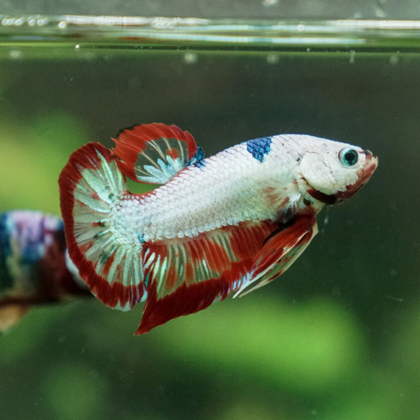 Multicolor/Galaxy Koi Plakat -13 weeks Old