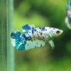 Blue/Green Dalmatian Plakat- Female