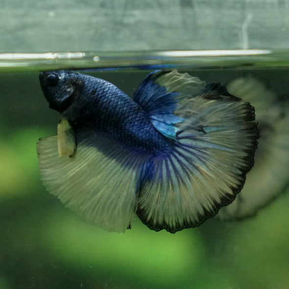 Halfmoon - 11 weeks old