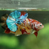 Multicolor/Galaxy Koi Plakat -11 weeks Old