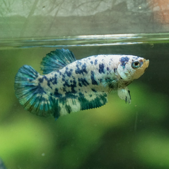 Blue/Green Dalmatian Plakat- Female