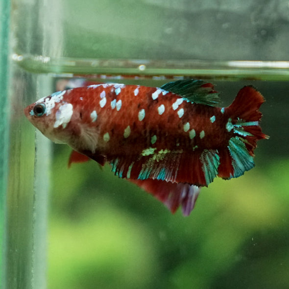 Multicolor/ Galaxy Koi Plakat- Female- 13 Weeks Old