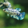 Blue/Green Dalmatian Plakat- Female