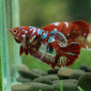 Multicolor/ Galaxy Koi Plakat- Female- 13 Weeks Old