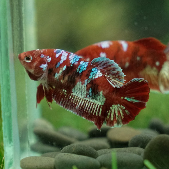 Multicolor/ Galaxy Koi Plakat- Female- 13 Weeks Old