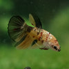 Multicolor/ Galaxy Koi Halfmoon - Female- 14 Weeks Old