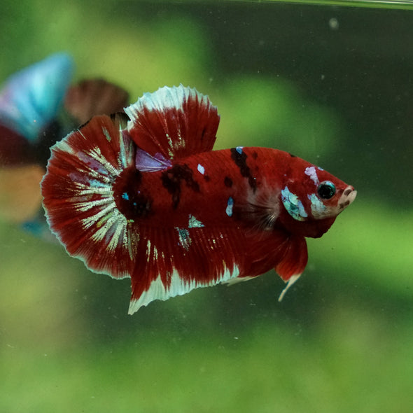 Multicolor/Galaxy Koi Plakat -13 weeks Old