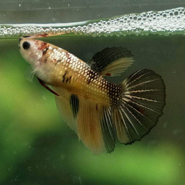 Multicolor/ Galaxy Koi Halfmoon - Female- 14 Weeks Old