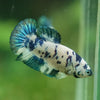 Blue/Green Dalmatian Plakat- Female