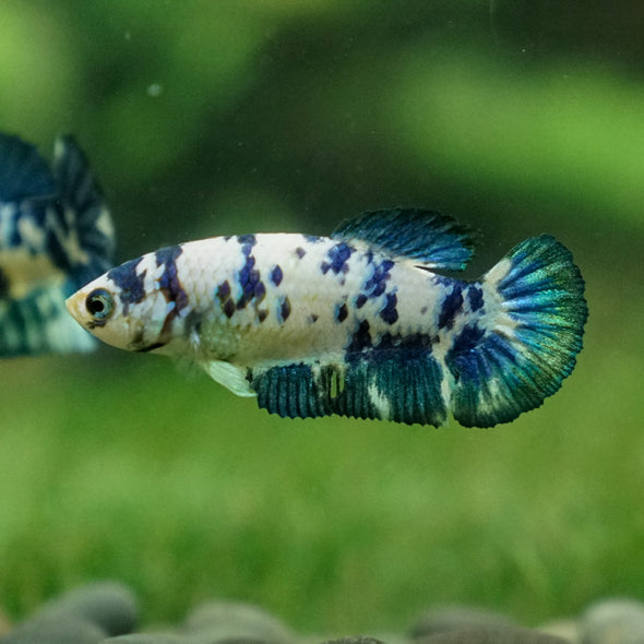 Blue/Green Dalmatian Plakat- Female