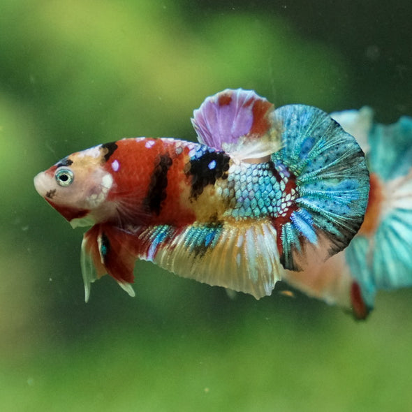 Multicolor/Galaxy Koi Plakat -16 weeks Old