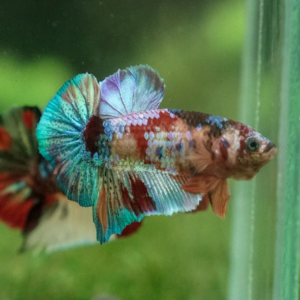 Multicolor/Galaxy Koi Plakat -13 weeks Old