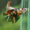 Multicolor/ Galaxy Koi Halfmoon - Female- 13 Weeks Old