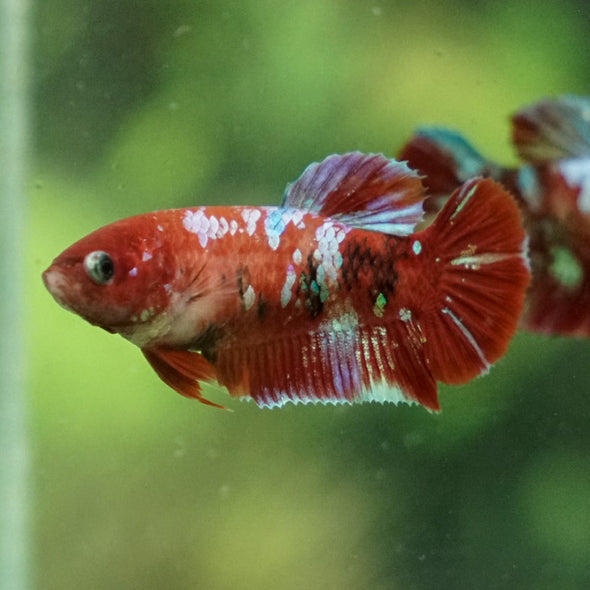 Multicolor/ Galaxy Koi Plakat- Female- 13 Weeks Old