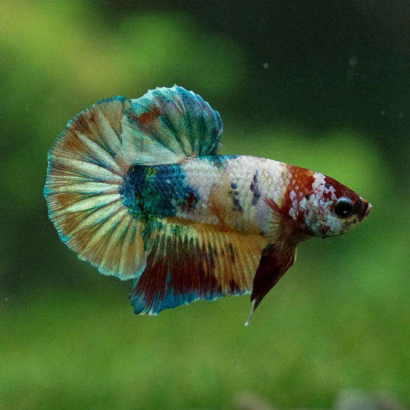 Multicolor/Galaxy Koi Plakat -11 weeks Old