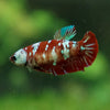 Multicolor/ Galaxy Koi Plakat- Female- 13 Weeks Old