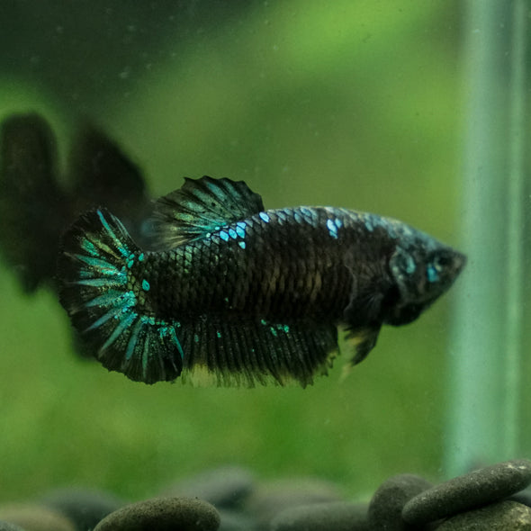 Black Galaxy Koi (Avatar) Halfmoon - Female- 13 Weeks Old